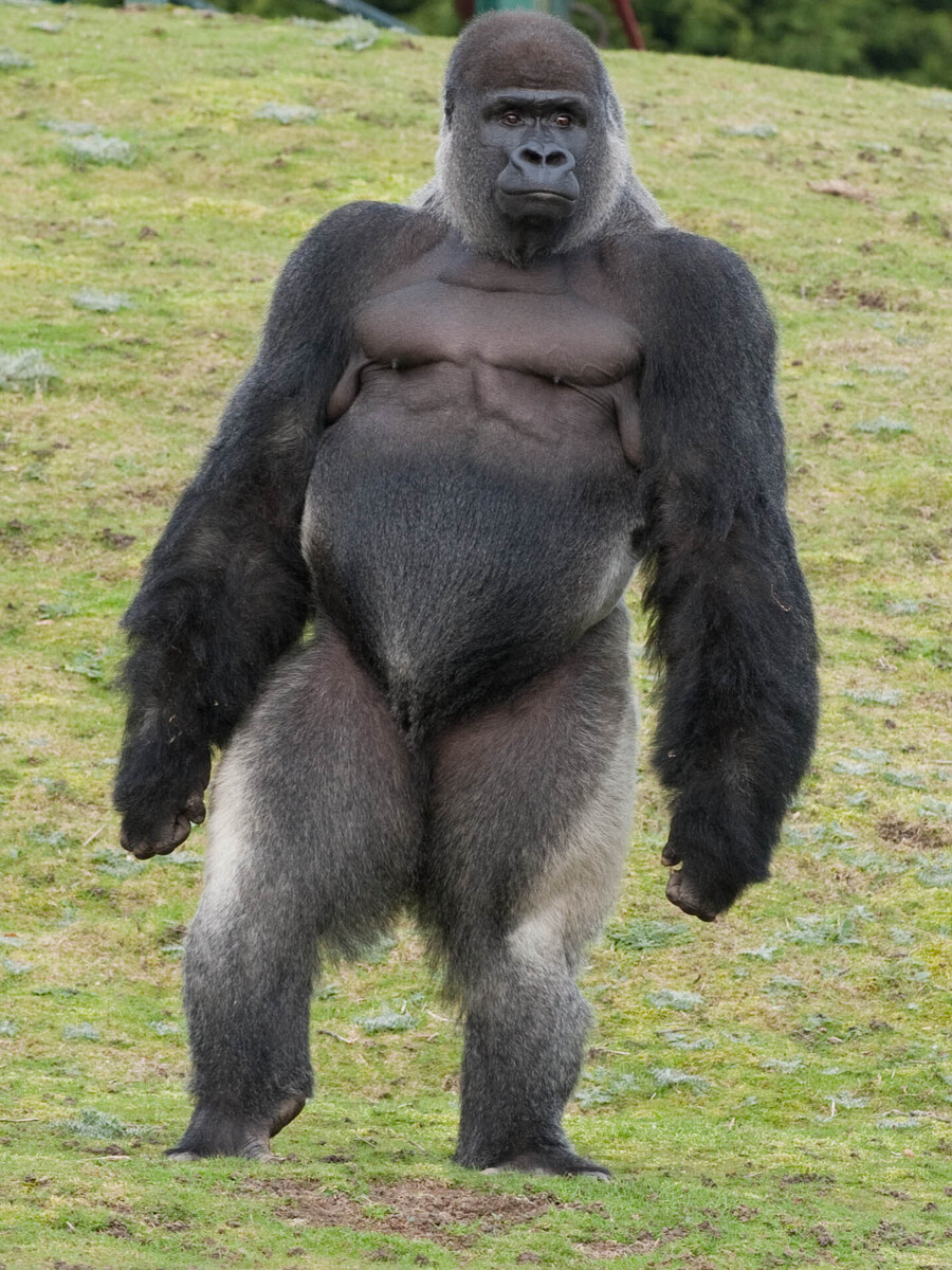 Животные без яиц. Горилла, самка. Самец горилла и самка горилла. Лысая горилла. Большие обезьяны.