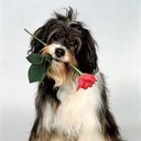 ���������� ������, ���� ������� �������, 44 ����, ������������ ��� ����� � ���������, c�������� ���������