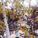 ���������� ������-��-����, ���� ������� ������, 49 ���, ������������ ��� ������, ����� � ���������, c�������� ���������