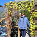 ���������� �����������, ���� ������� ��������, 66 ���, ������������ ��� ����� � ���������, c�������� ���������