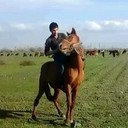  ,   FAYOZ, 31 ,     , c , 