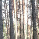 ���������� �����, ���� ������� ������, 38 ���, ������������ 