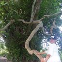 ���������� ������ ��������, ���� ������� ����, 38 ���, ������������ ��� ������, ����� � ���������