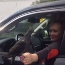 ���������� ������, ���� ������� Lysia, 48 ���, ������������ ��� c�������� ���������