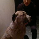  ,   Elaman, 33 ,   