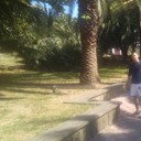 ���������� �����, ���� ������� ����, 39 ���, ������������ ��� ������, ����� � ���������, c�������� ���������