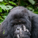 ���������� ���������, ���� ������� ����, 40 ���, ������������ ��� ������, ����� � ���������