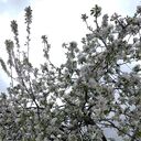 ���������� ������, ���� ������� ������, 54 ����, ������������ ��� ����� � ���������, c�������� ���������, ���������