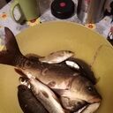  ,   , 43 ,   ,   