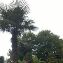  -,   , 50 ,   ,   , c 