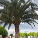 ���������� ����, ���� ������� ������, 42 ����, ������������ ��� ������, ����� � ���������, c�������� ���������