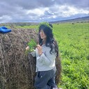 ���������� ��������, ���� ������� Dzhuli, 50 ���, ������������ ��� c�������� ���������