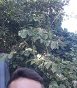  ,   , 50 ,   c 