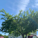 ���������� ������-��-����, ���� ����� �����, 25 ���, ������������ ��� ������, ����� � ���������