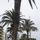 ���������� ������, ���� ������� Oxi, 42 ����, ������������ ��� ������, ����� � ���������, c�������� ���������