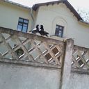 ���������� �����, ���� ������� �����, 57 ���, ������������ ��� ����� � ���������, c�������� ���������