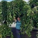 ���������� ������, ���� ������� ��������, 47 ���, ������������ ��� c�������� ���������