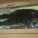  ,   ϸ, 37 ,   ,   