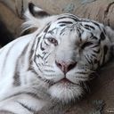 ���������� ������ ��������, ���� ������� �����, 37 ���, ������������ ��� ������