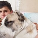 ���������� �����������, ���� ������� ��������, 39 ���, ������������ ��� c�������� ���������, ���������