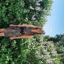 ���������� ������� �����, ���� ������� �������, 40 ���, ������������ ��� c�������� ���������, ���������