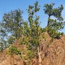 ���������� ������, ���� ������� �����, 38 ���, ������������ ��� ������, ����� � ���������, c�������� ���������