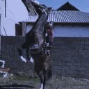  -,   Anass, 29 ,   ,   , c 