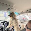 ���������� ������, ���� ������� ������, 41 ���, ������������ ��� ������, ����� � ���������, c�������� ���������, ���������