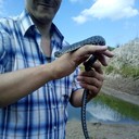 ���������� �����������, ���� ������� ���������, 39 ���, ������������ ��� ������, ����� � ���������, c�������� ���������