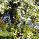  ,   , 54 ,   ,   , c 
