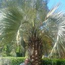 ,   Nichita, 65 ,   ,   , c 