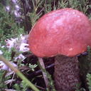 ���������� �����, ���� ������� �����, 33 ����, ������������ ��� ������