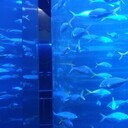 ���������� ���������, ���� ������� ����, 40 ���, ������������ ��� ������, ����� � ���������, c�������� ���������