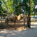 ���������� ���������, ���� ������� �������, 31 ���, ������������ ��� ������, ����� � ���������, c�������� ���������, ���������