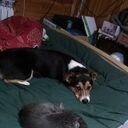 ���������� ������, ���� ������� ����, 51 ���, ������������ ��� ����� � ���������, c�������� ���������