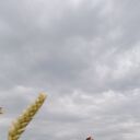  ,   , 31 ,   ,   