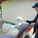  ,   Bakhtiar, 38 ,   ,   , c 