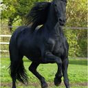 ���������� �����, ���� ������� �������, 45 ���, ������������ 