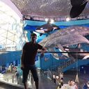 ���������� �����������, ���� ������� �������, 33 ����, ������������ ��� ������, ����� � ���������