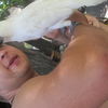  ,   1986, 39 ,   ,   , c 