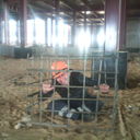 ���������� ���������, ���� ������� ������, 41 ���, ������������ ��� ������