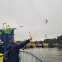 ���������� ��������, ���� ������� ������ �����, 44 ����, ������������ ��� ���������