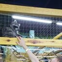 ���������� �������, ���� ������� �������, 33 ����, ������������ ��� ������, ���������