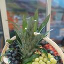 ���������� ���, ���� ������� Umed, 38 ���, ������������ 