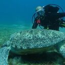 ���������� ������������, ���� ������� ������, 57 ���, ������������ ��� ����� � ���������