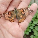 ���������� ��������������, ���� ������� ������, 55 ���, ������������ ��� ������, ����� � ���������, c�������� ���������