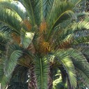 ���������� ��������, ���� ������� �����, 39 ���, ������������ 