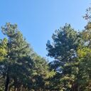 ���������� ���������, ���� ������� �������, 40 ���, ������������ ��� ������, ����� � ���������