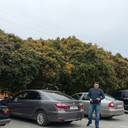  -,   , 43 ,  
