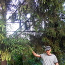 ���������� �������, ���� ������� ����, 37 ���, ������������ ��� ����� � ���������, c�������� ���������